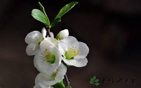 白梅花的药用价值_白梅花的副作用