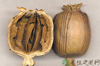 罂粟壳的功效与作用_罂粟壳的药用价值