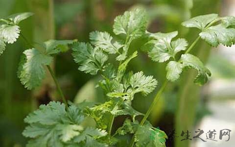 芫荽的药用价值_芫荽的副作用