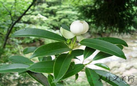 木莲的药用价值_木莲的副作用