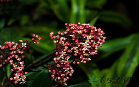 茵芋的药用价值_茵芋的副作用