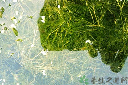 金鱼藻的功效与作用_金鱼藻的药用价值