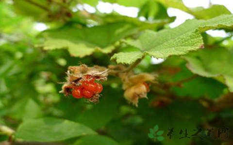 粗叶悬钩子的药用价值_粗叶悬钩子的副作用