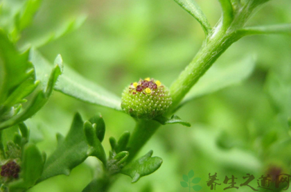 鹅不食草的功效与作用_鹅不食草的药用价值