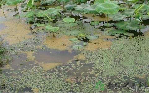 水绵的药用价值_水绵的副作用