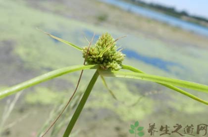 护心草的功效与作用_护心草的药用价值