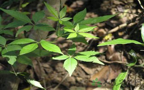 牡荆叶的功效与作用