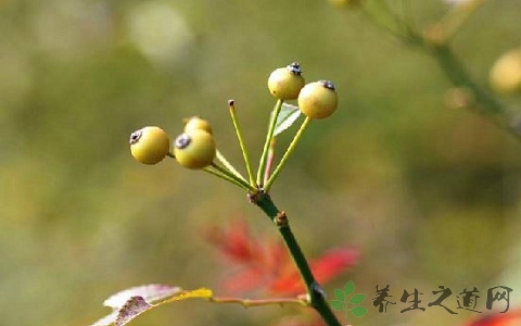 小果蔷薇的药用价值_小果蔷薇的副作用