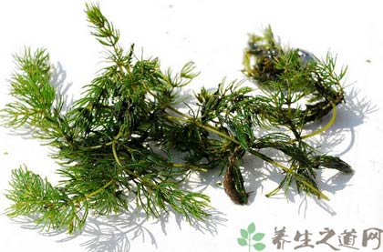 金鱼藻的功效与作用_金鱼藻的药用价值