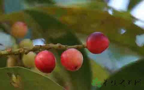 五月茶的功效与作用