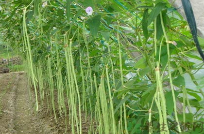 豇豆的功效与作用_豇豆的药用价值