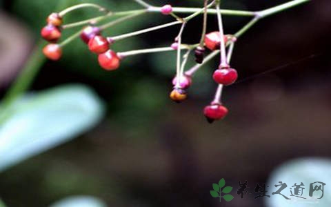 天泡子的药用价值_天泡子的副作用