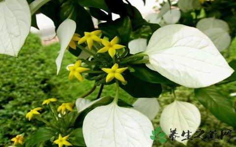 娑罗子的药用价值_娑罗子的副作用