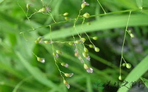 柳叶的药用价值_柳叶的副作用