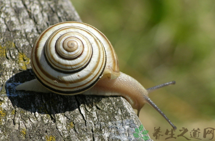 蜗牛的功效与作用_蜗牛的药用价值