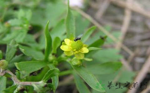 石龙芮的功效与作用