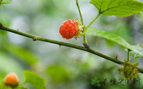 茅莓的药用价值_茅莓的副作用