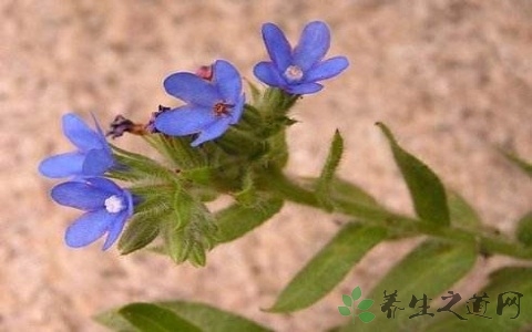 牛舌草的药用价值_牛舌草的副作用