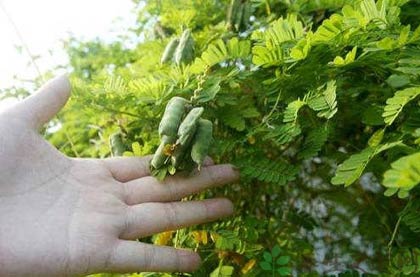 鸡谷草的功效与作用_鸡谷草的药用价值