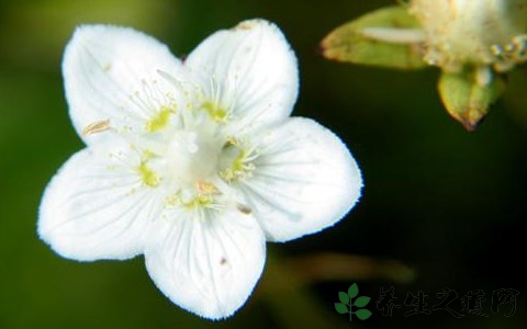 梅花草的药用价值_梅花草的副作用