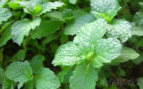 香花菜的功效与作用_香花菜的药用价值