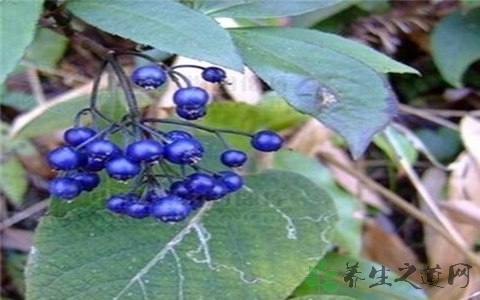 蜀漆的药用价值_蜀漆的副作用