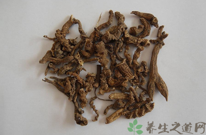 竹节参的功效与作用_竹节参的药用价值