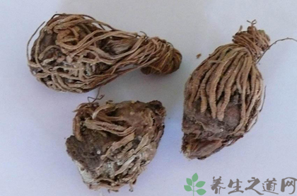 地骷髅的功效与作用_地骷髅的药用价值