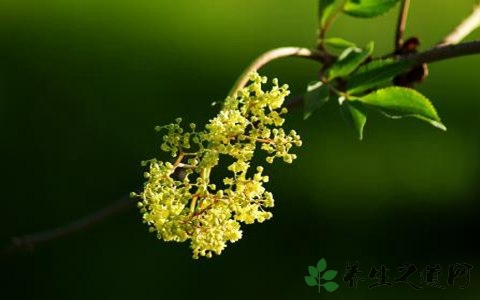 接骨木花的药用价值_接骨木花的副作用