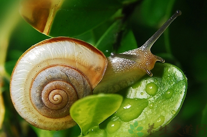 蜗牛的功效与作用_蜗牛的药用价值