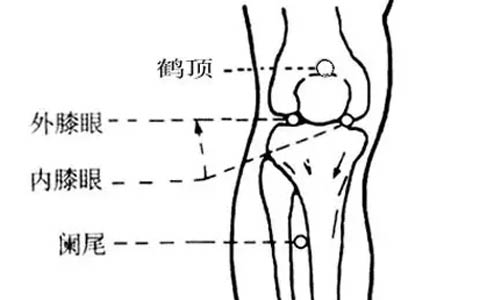 鹤顶穴在哪里_鹤顶穴的准确位置图