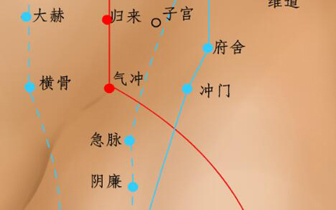 急脉穴在哪里_急脉穴的准确位置图