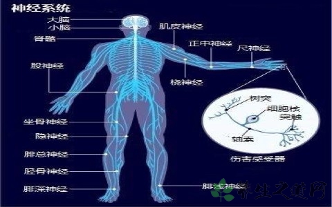 神经和经络有什么区别