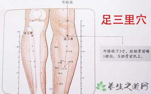 足三里穴在哪个部位