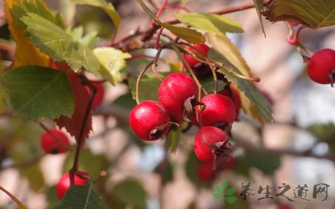 小儿食积脸红推左手那些穴