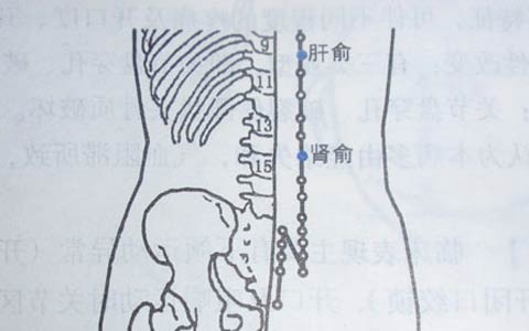 肝俞穴在哪里_肝俞穴的准确位置图