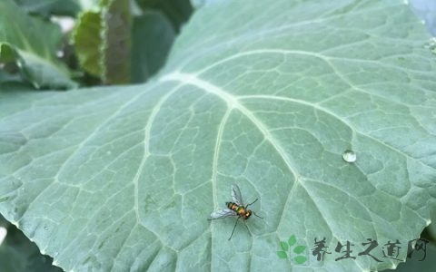 荷叶茶功效有哪些