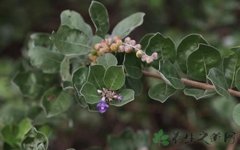 蔓荆子的功效与作用