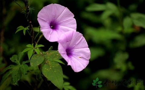 五爪金龙花的药用价值_五爪金龙花的副作用