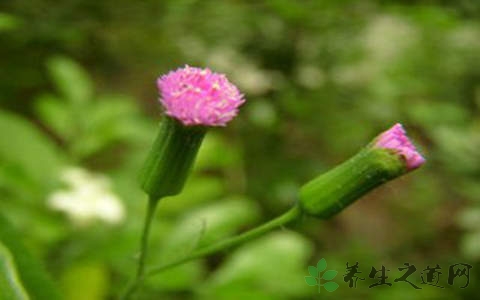 一点血的药用价值_一点血的副作用