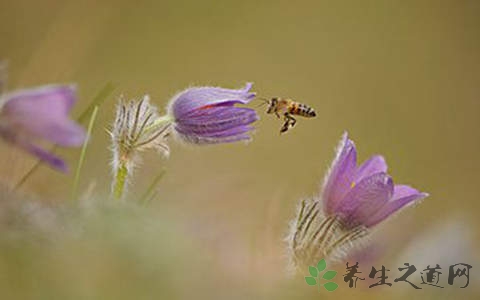 白头翁花的功效与作用