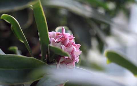 瑞香花的功效与作用