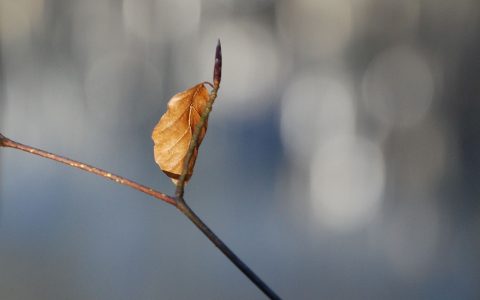 金叶子的药用价值_金叶子的副作用