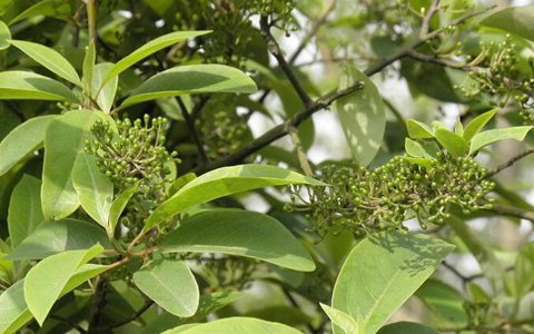 荜澄茄的功效与作用_荜澄茄的药用价值