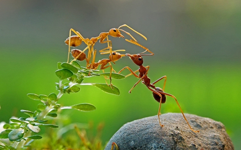 蚂蚁的功效与作用_蚂蚁的药用价值
