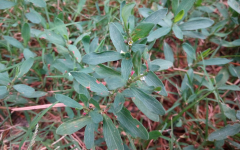 扁蓄的功效与作用_扁蓄的药用价值