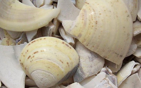 海蛤壳的功效与作用_海蛤壳的药用价值