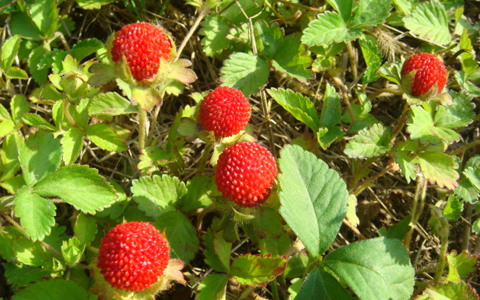 蛇莓的功效与作用_蛇莓的药用价值