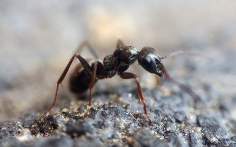 蚂蚁粉的功效