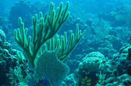 珊瑚的功效与作用_珊瑚的药用价值